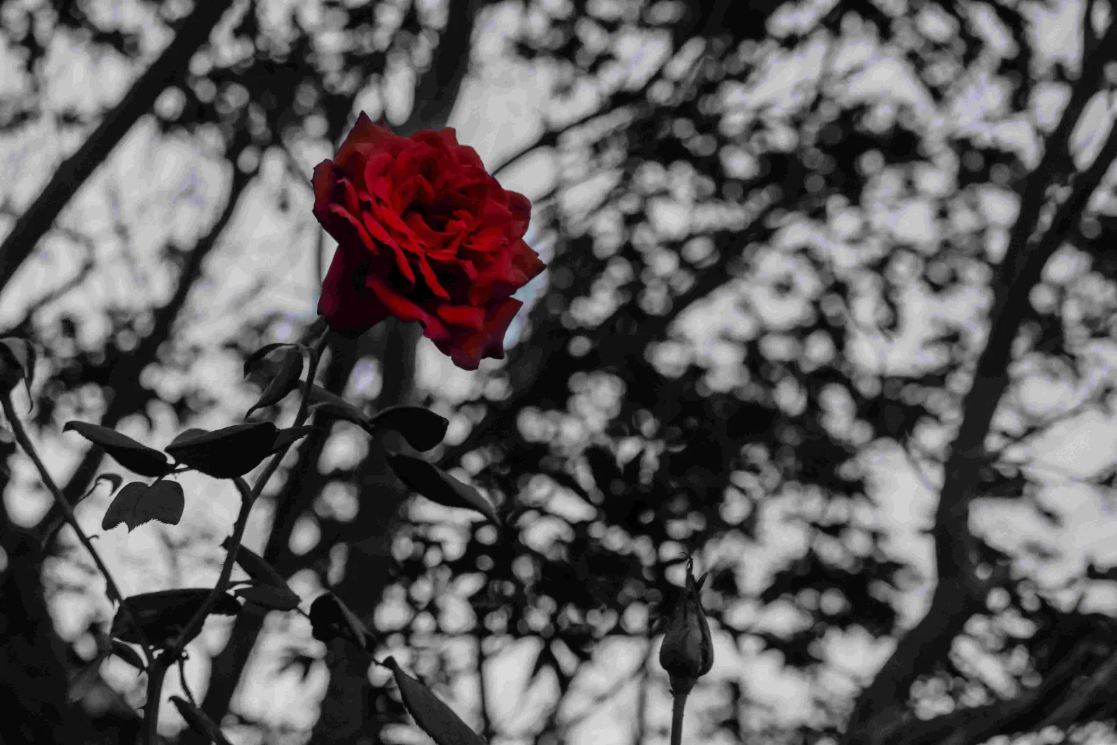untitled-1